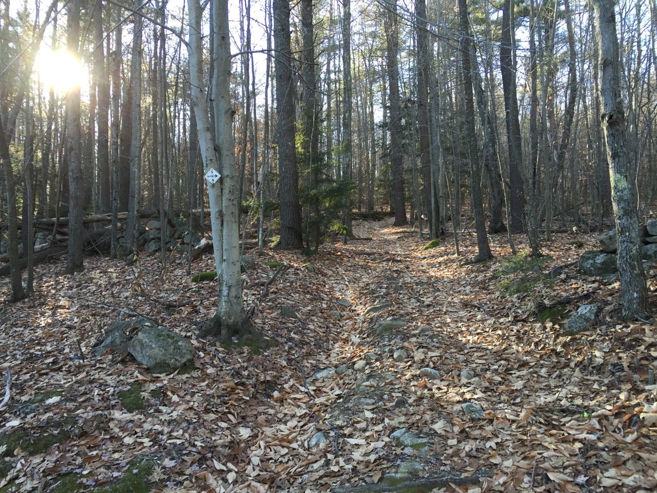 Bear Hill NH Family Hikes